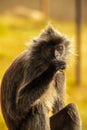 Portrait Silvered leaf monkey Trachypithecus cristatus or Silvery lutung silver leaf monkey. Royalty Free Stock Photo