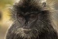 Portrait Silvered leaf monkey Trachypithecus cristatus or Silvery lutung silver leaf monkey. Royalty Free Stock Photo