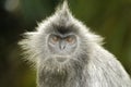 Portrait of a Silvered Leaf Monkey