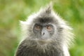 Portrait of a Silvered Leaf Monkey