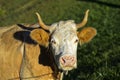 Portrait of a Simmental cow,