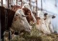 Cows eating hay in stable Royalty Free Stock Photo