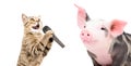 Portrait of a singing cat and piglet