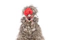 Portrait singing Chinese cockerel isolated on a white background