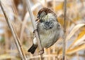 Portrait of a Sparrow Sitting on a Reed Royalty Free Stock Photo