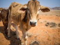 Portrait of single calf walking towards camera in Namib desert, Damaraland, Namibia, Southern Africa