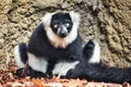 Portrait of a Madagascan black and white ruffed lemur