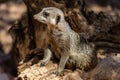 Portrait of Single Meerkat Sits on a Trunk with Alert Expression. Funny Suricata with Claws at its Natural Habitat Royalty Free Stock Photo