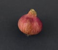 Portrait of a single red colored medium sized fresh onion in front a dark background Royalty Free Stock Photo