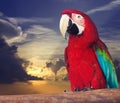 Portrait of single red macaw papagay Royalty Free Stock Photo