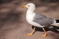 Portrait of single seagull. Beautiful white bird seagull rest and posing on street, close up. Fun seagull standing. Royalty Free Stock Photo