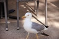 Portrait of single seagull. Beautiful white bird seagull rest and posing on street, close up. Fun seagull standing. Royalty Free Stock Photo