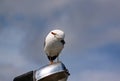 Seagull rest and stands on lighting pole, cleaning his its feathers, spreading its wings and getting ready for flight. Royalty Free Stock Photo