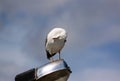 Seagull rest and stands on lighting pole, cleaning his its feathers, spreading its wings and getting ready for flight. Royalty Free Stock Photo