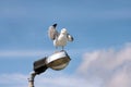 Seagull rest and stands on lighting pole, cleaning his its feathers, spreading its wings and getting ready for flight. Royalty Free Stock Photo