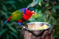 Portrait of A single Tricolor Parrot, Lorius Lory, eating fruits in natural surroundings