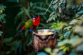 Portrait of A single Tricolor Parrot, Lorius Lory, eating fruits in natural surroundings