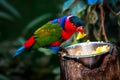 Portrait of A single Tricolor Parrot, Lorius Lory