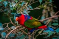 Portrait of A single Tricolor Parrot in natural surroundings