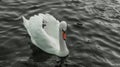 Portrait Single White Adult Swan In Dark Water Liverpool, UK Royalty Free Stock Photo