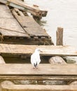 Portrait of single white seagull from behind on wooden jetty Royalty Free Stock Photo