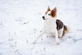 Portrait of a sitting alert or attentive mixed-breed dog on snowy ground