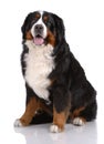 Portrait of sitting Bern Sennenhund Royalty Free Stock Photo