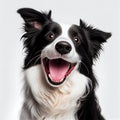 sitting black and white border collie dog made with Generative AI