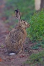 Portrait of a sitting brown hare
