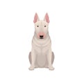 Portrait of sitting bull terrier. Dog with egg-shaped head and short white coat. Human`s best friend. Flat vector icon