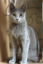 Portrait of a Sitting Cat. Young thoroughbred pedigreed cat. Breed Russian Blue