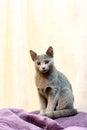 Portrait of a Sitting Cat. Young thoroughbred pedigreed cat. Breed Russian Blue