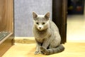 Portrait of a Sitting Cat. Young thoroughbred pedigreed cat. Breed Russian Blue