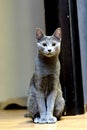 Portrait of a Sitting Cat. Young thoroughbred pedigreed cat. Breed Russian Blue