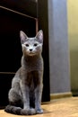 Portrait of a Sitting Cat. Young thoroughbred pedigreed cat. Breed Russian Blue