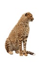 Portrait of sitting cheetah Acinonyx jubatus isolated on white