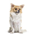 Portrait of sitting Chihuahua dog, isolated