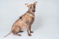 Portrait of sitting cute pale unusual dog with melancholy clever look, wearing harness for walk. Royalty Free Stock Photo