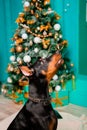 Portrait of a sitting dog, a black Doberman puppy on the background of a Christmas tree, performs the command to sit