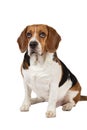 Portrait of a sitting dog isolated on whire Royalty Free Stock Photo