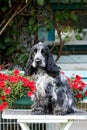 Portrait of sitting english cocker spaniel