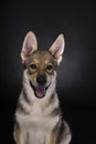 Portrait of a sitting female tamaskan hybrid dog puppy with flap