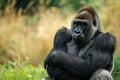 Portrait of sitting gorilla in wilderness Royalty Free Stock Photo