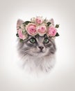 Portrait of sitting gray kitten with Rose floral wreath on beige background
