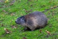 Portrait of sitting groundhog Marmota monax