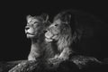 Portrait of a sitting lions couple close-up