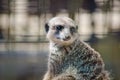 Portrait of sitting meerkat
