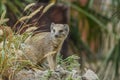 Portrait of a sitting mongoose. Royalty Free Stock Photo