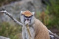 Portrait of a Patas Monkey Royalty Free Stock Photo