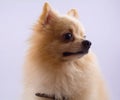 Portrait of sitting pomeranian spitz dog isolated on white background Royalty Free Stock Photo